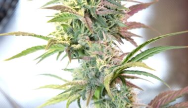 OG Kush Autoflowering