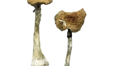 Albino A+ Mushrooms