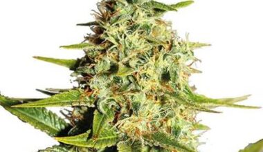 Afghan Outdoor feminized Seeds