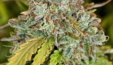Skunk Auto-flowering Seeds
