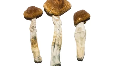 Brazilian Mushrooms