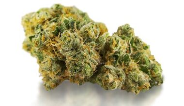 Bruce Banner Strain