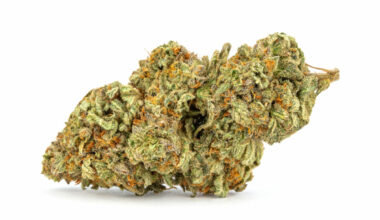 Girl Scout Cookies