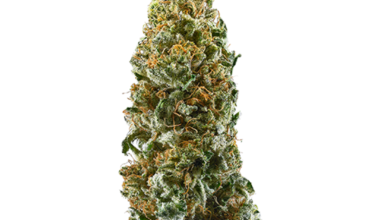 Haoma Mist Strain