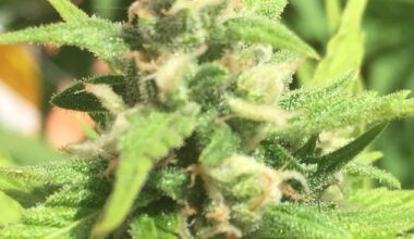 Cheese Autoflowering