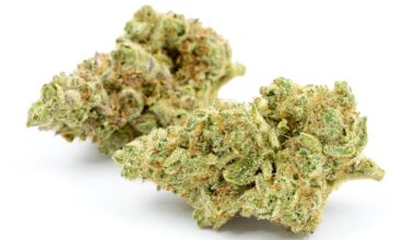Jungle Cake Strain