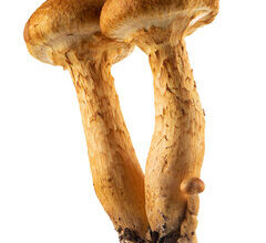 Laughing Gym Mushrooms
