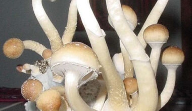 Matias Romero Mushrooms