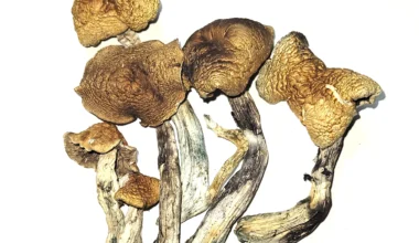 McKennaii Psilocybin Cubensis