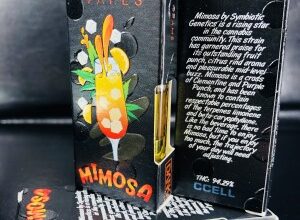 Mimosa