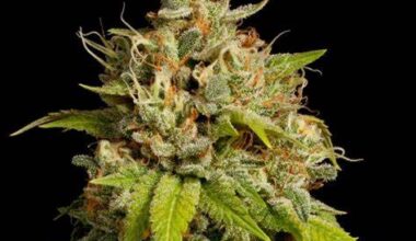 Durban Poison Feminized