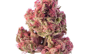 Pink Kush