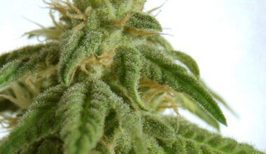 Marijuana Seeds Mix Feminized
