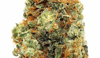 AK-47 Strain