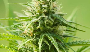 AK 47 Autoflowering
