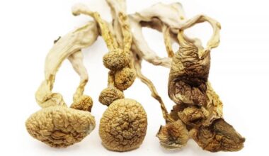 Albino Magic Mushroom