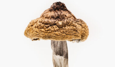 B+ Mushrooms