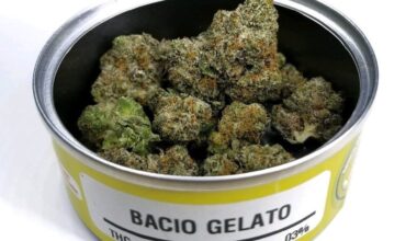 Bacio Gelato Strain