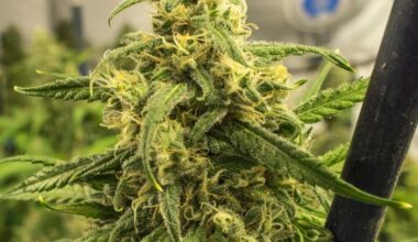 Big Bud Feminized Seeds