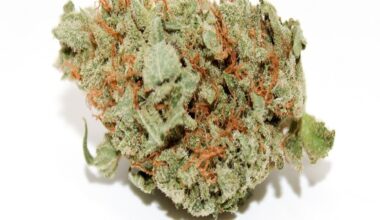 Blue Dream Strain