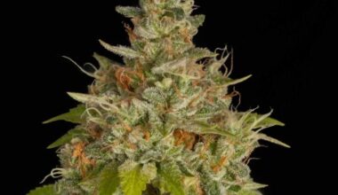 Blue Dream Feminized