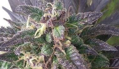 Blue Mystic Feminized