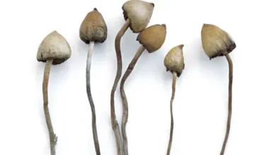 Liberty Caps Mushrooms