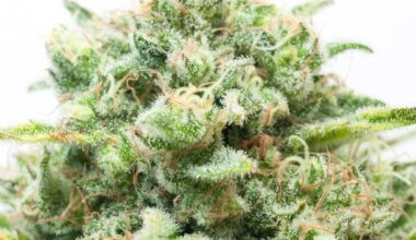 Diesel Autoflowering