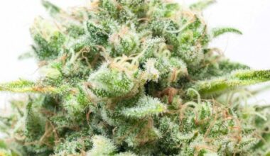 Diesel Feminized Seeds