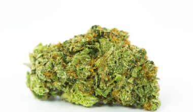 Dirty Girl Weed Strain