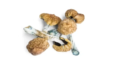 Moby Dick Mushrooms Spore