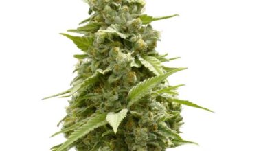 Girl Scout Cookies Feminized