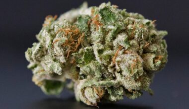 Grease Monkey Strain