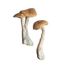 Tasmanian Mushrooms