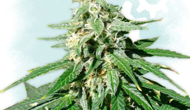 Jack Herer Autoflowering