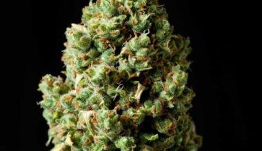 Jack Herer feminized