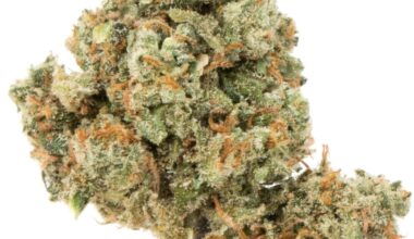 Jack Herer Strain
