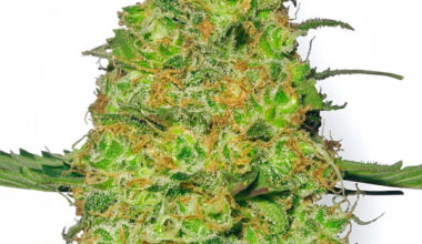 Master Kush Feminized