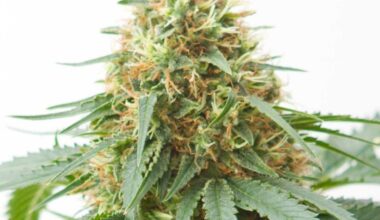 Northern Light Autoflowering