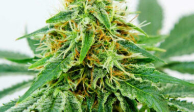 Northern Light x Shiva Feminized