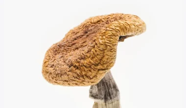Golden Teacher Mushrooms
