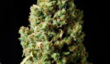 Pineapple Express autoflowering