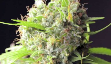 White Rhino Feminized