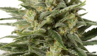 White Widow Feminized
