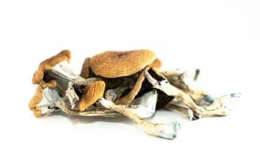 Z-Strain Mushrooms